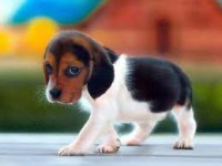 /album/para-os-amantes-de-cachorros/download-2-jpg1/